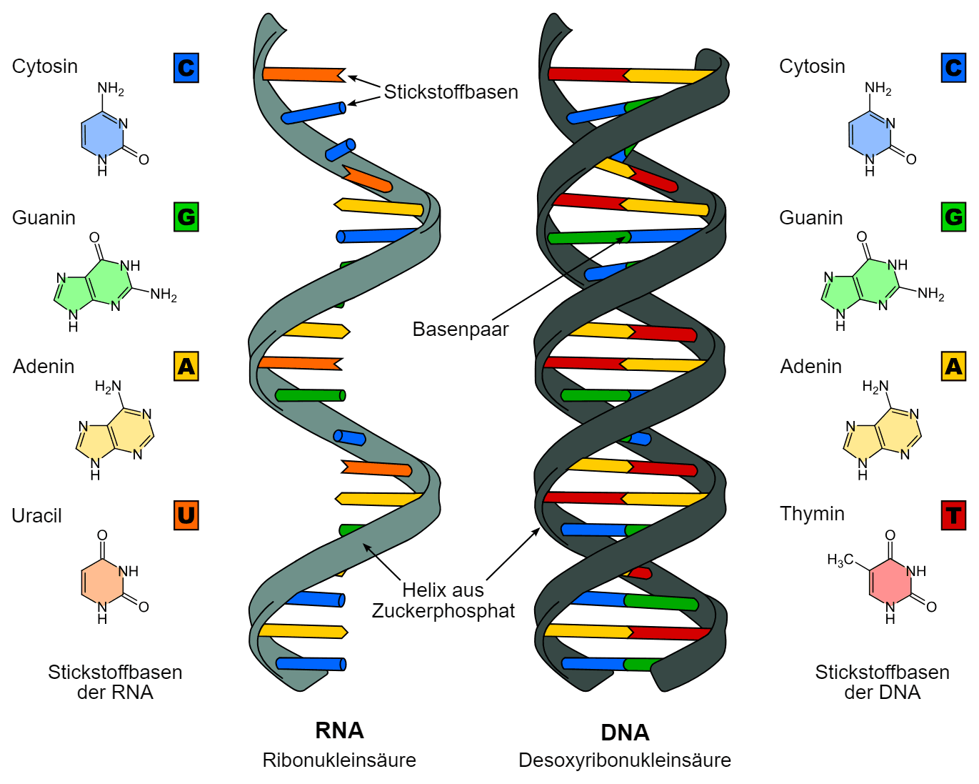 dna.png